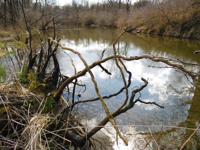 Ein umgestürzter Baum darf am Gewässerufer liegen bleiben