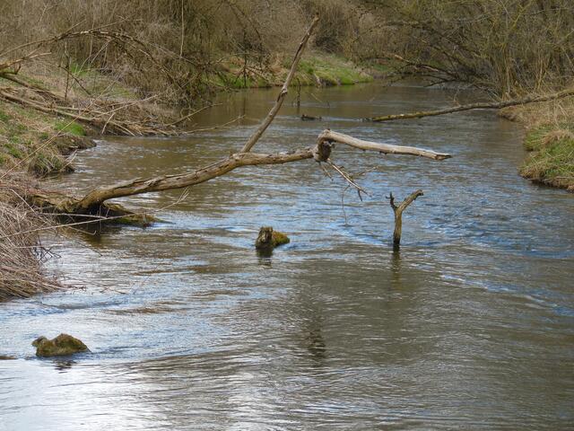 Totholz bringt wichtige Struktur ins Gewässer