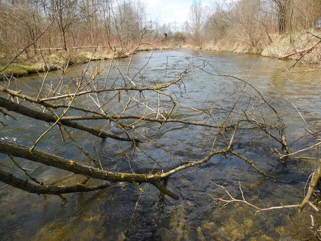 Äste und Zweige bieten Unterschlupf für Fische und andere Tiere