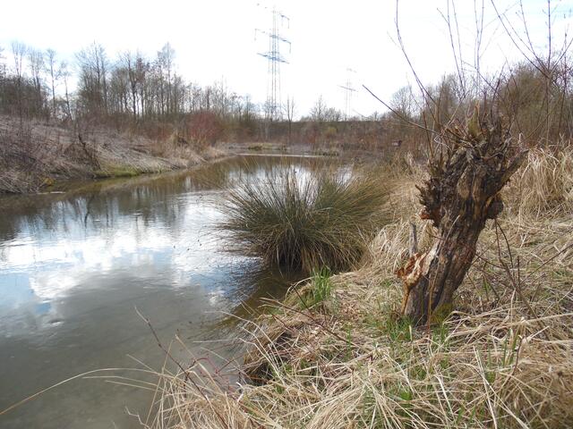 Abwechslungsreiche Ufervegetation