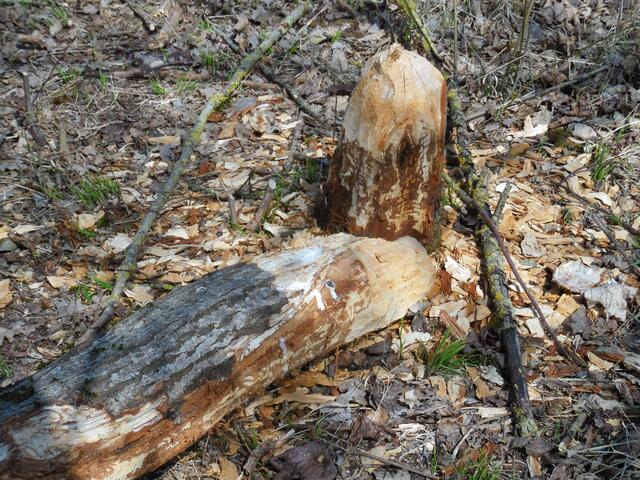 Der Biber findet hier einen idealen Lebensraum und fühlt sich wohl, obwohl seine Dämme entfernt werden, wenn sie einen Vollaufstau verursachen