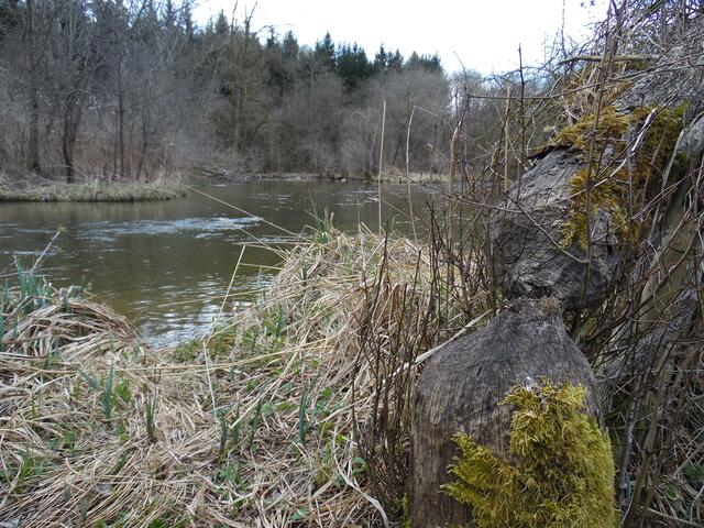 Ein Werk des Bibers am Ufer