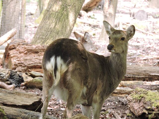 Keine Scheu vor Besuchern !