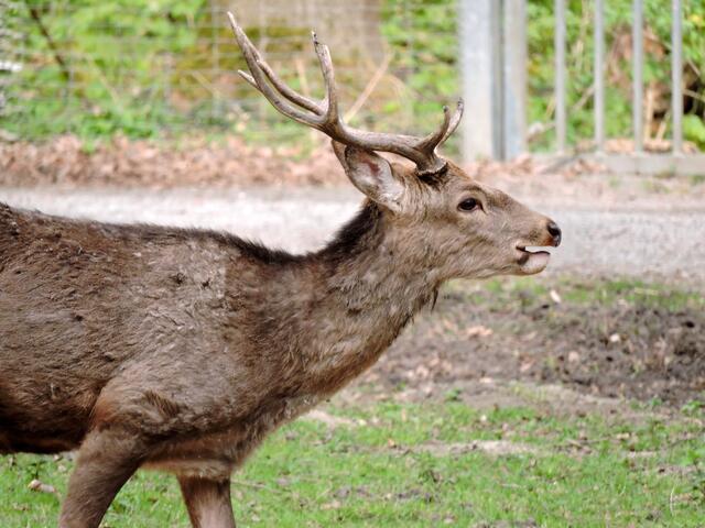 Sikahirsch (denke ich jedenfalls)!