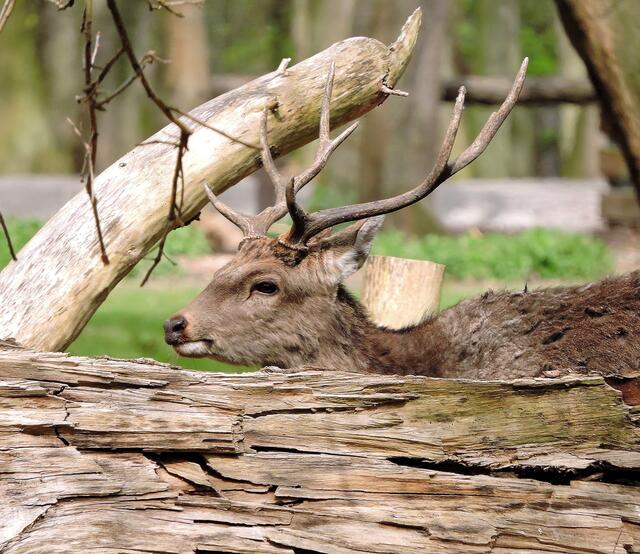 Sikahirsch !