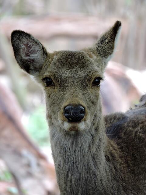 Das ist doch ein sanfter Blick !