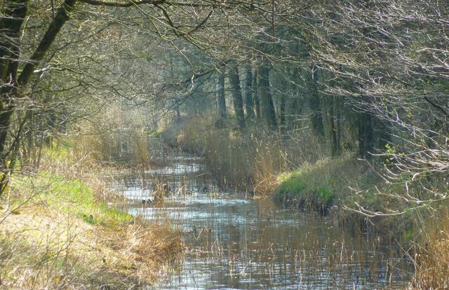 Undurchdringliches Dickicht am Fluss Wuhlbeck