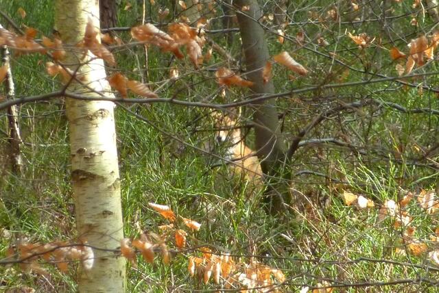 Lauert hier etwa ein Wolf?