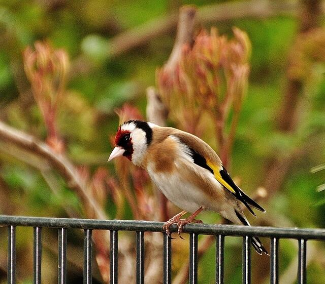 Auf diesem Zaun hat er ein Liedchen geträllert.
