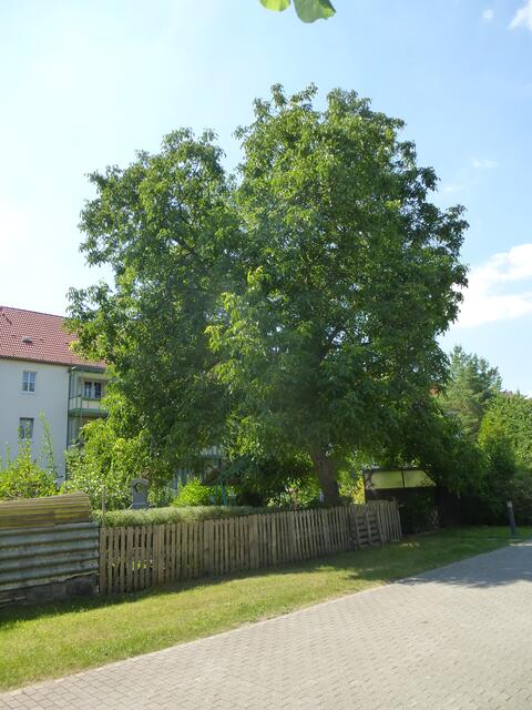 Ein echte Walnuss 'Mein starker Nachbar' an der  Gropiusallee in Dessau-Roßlau / Juli 2014 !