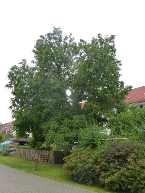 Ein echte Walnuss 'Mein starker Nachbar' an der  Gropiusallee in Dessau-Roßlau / Juli 2014 !