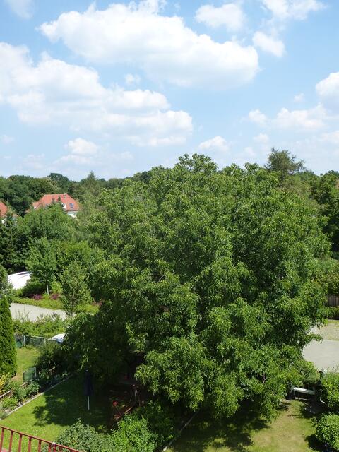 Ein echte Walnuss 'Mein starker Nachbar' an der  Gropiusallee in Dessau-Roßlau / Juli 2014 !