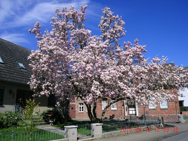 Derselbe Baum