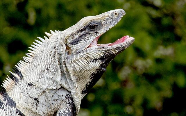 Schwarzer Leguan