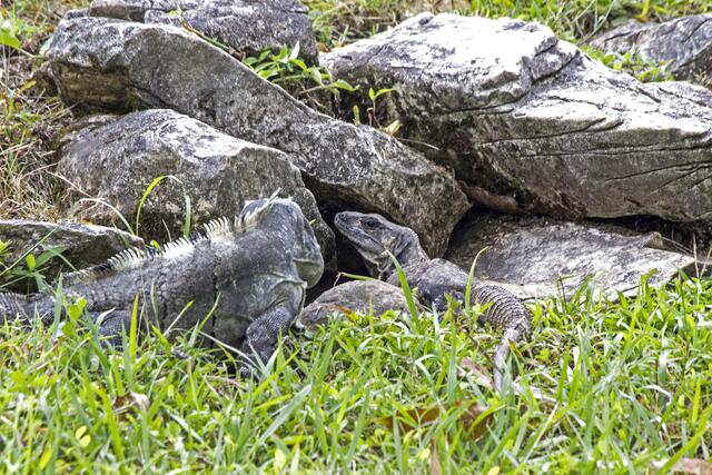 Leguan und Leguanin vor der gemeinsamen Wohnung
