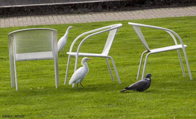 3 Stühle, zwei Reiher und eine Taube.