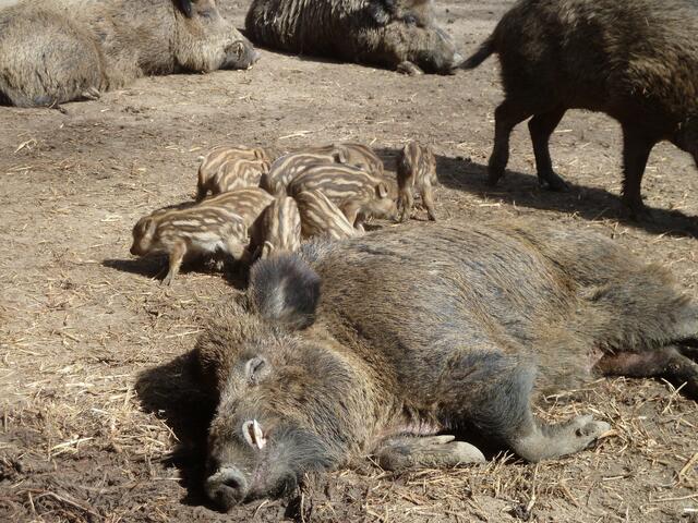 Wildschweine.