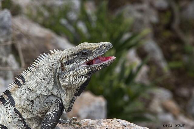 Schwarzer Leguan