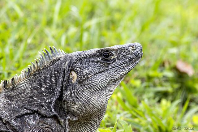 Schwarzer Leguan