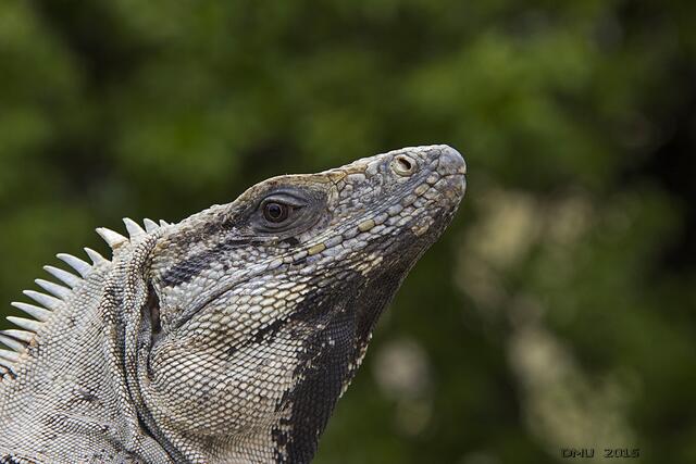 Schwarzer Leguan