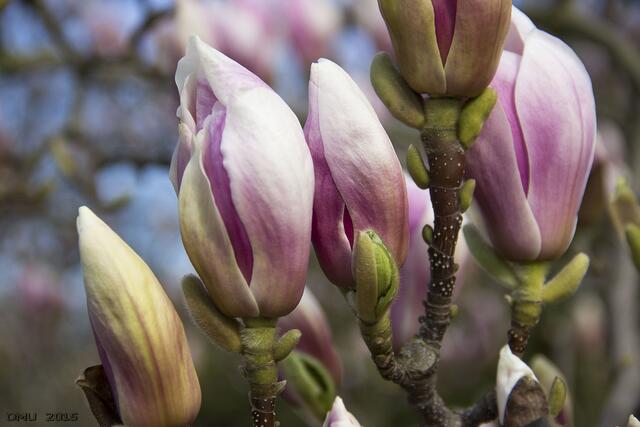 Die Magnolien stehen schon in voller Blüte.