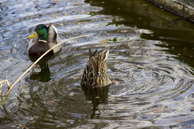 Köpfchen in das Wasser.