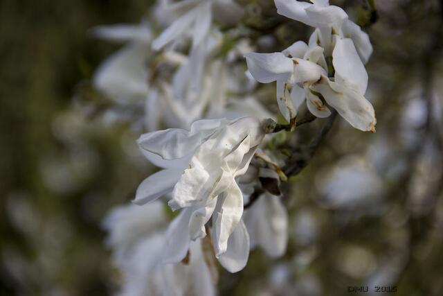 Magnolie in weiß. Der Fachbegriff ist Kobushi-Magnolie (Magnolia kobus).