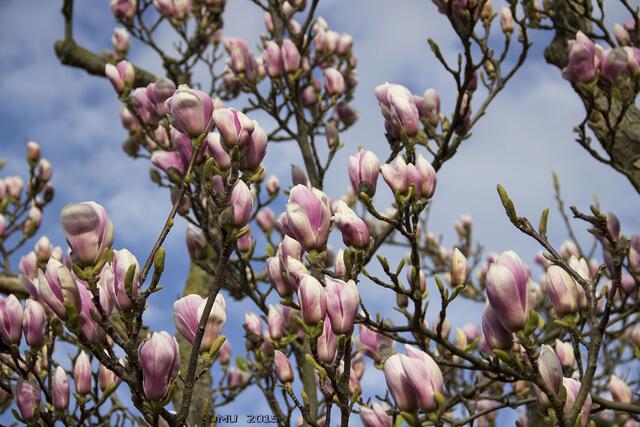 Die Magnolien stehen schon in voller Blüte.