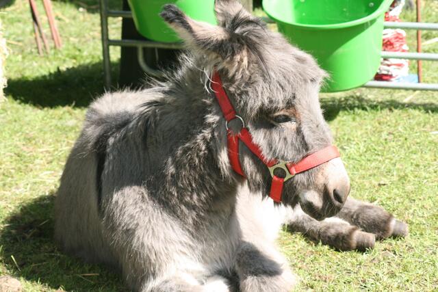 Pferd?? Nee Esel.