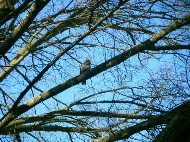 Er hat vom Baum aus eine schöne Aussicht. Ist er einer unserer Jungen vom letzten Jahr...?