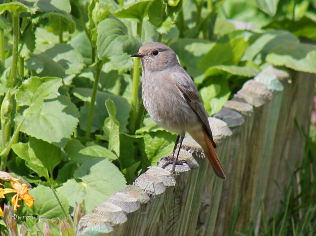 Gartenrotschwanz