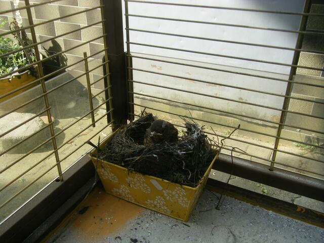 Das Nest ist jetzt in einem Vogelkäfig...