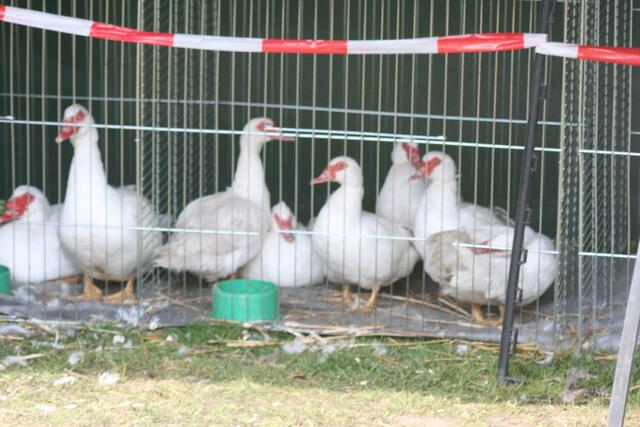 Pferd?? Nee auch nicht.