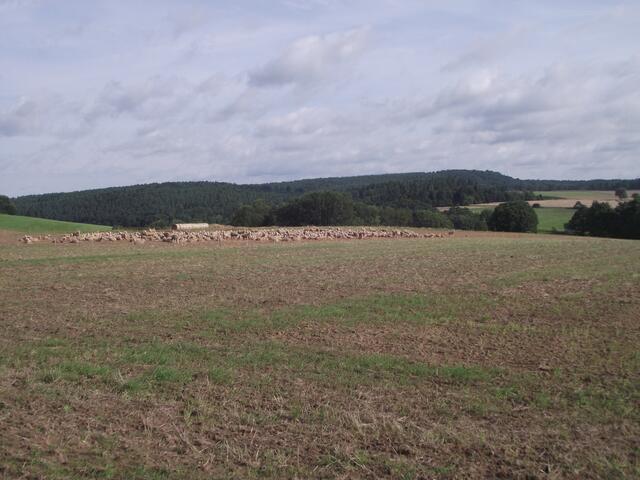 Blick vom Wanderweg über den sagenumwobenen Köhlersberg auf den Kohlberg. Die Namen erinnern an die frühere Kohlegewinnung.