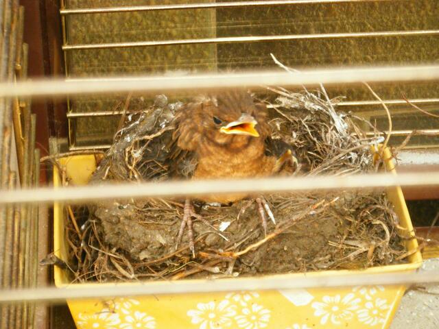 .. denn ab jetzt werden sie zu groß für das Nest allein.
