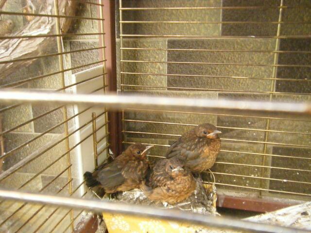 Ein letztes mal daß sie im Nest sind, morgen geht`s in die Freiheit.