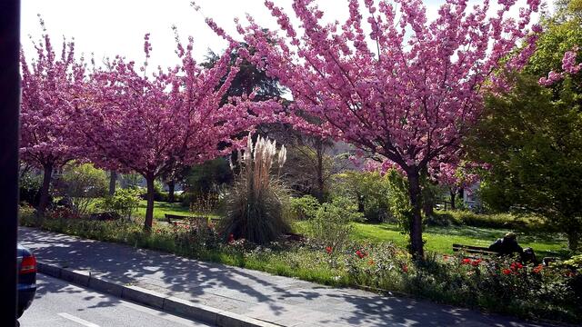 Zierkirschen in Heidelberg !