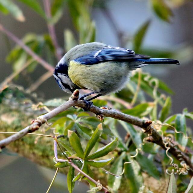 Blaumeise