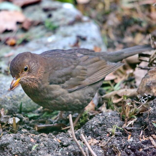 Amsel