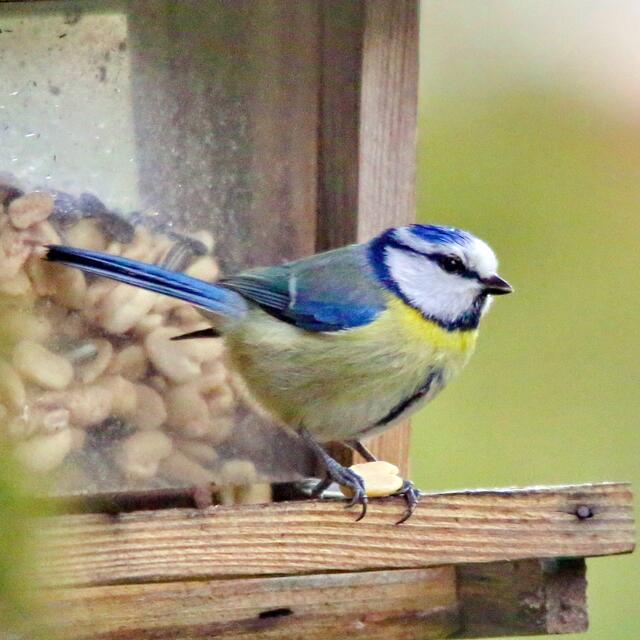 Blaumeise