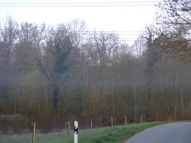 Bild 8: Definitiv KEIN Bodennebel!
