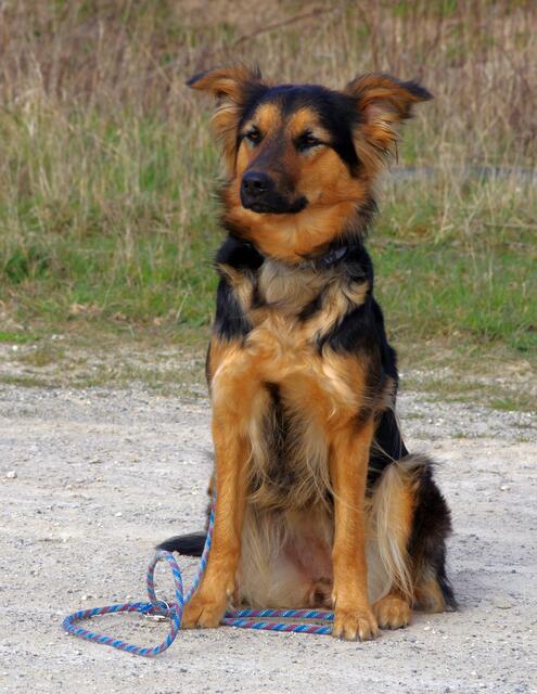 in der Hundeschule