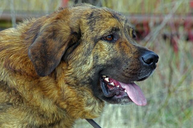 in der Hundeschule