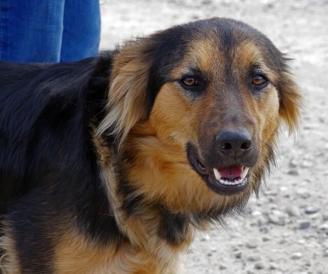 in der Hundeschule