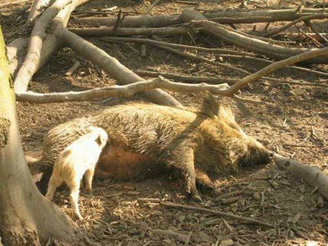 Wildschweingehege im Duisburger Wald
