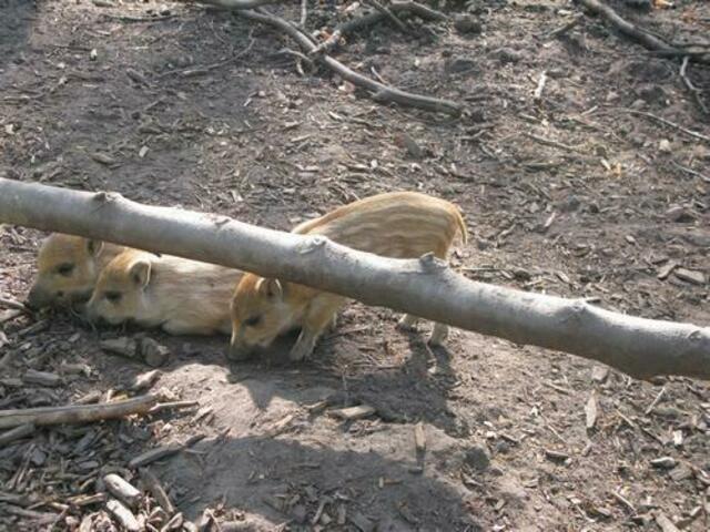 Wildschweingehege im Duisburger Wald