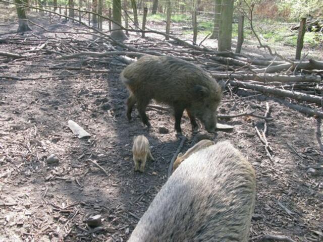 Wildschweingehege im Duisburger Wald