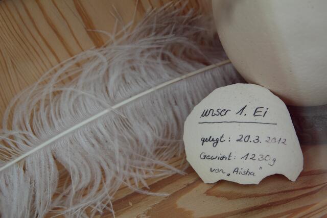 In einem Schaukasten stand das erste Ei der Farm, gelegt 20.3.2012 mit einem Gewicht von 1230g