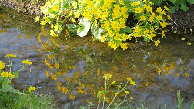 Wasserblüten