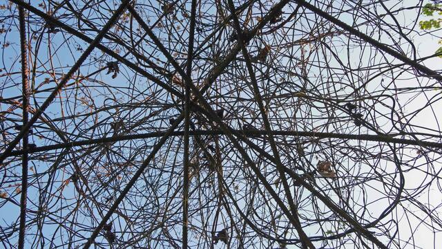 Astgeflecht als Himmelsbett